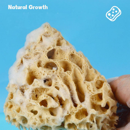 NATURAL SPONGE COFFEE COLOR NATURAL VELVET SPONGE